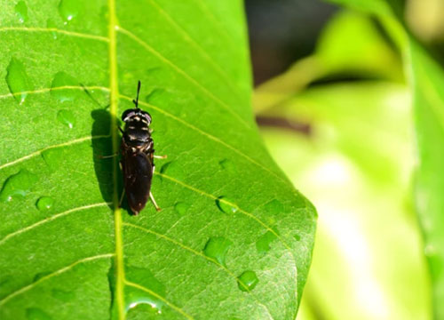 BLACK SOLDIER FLY(BSF)