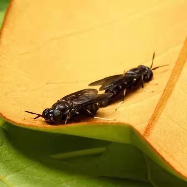 The growth process of the black water fly