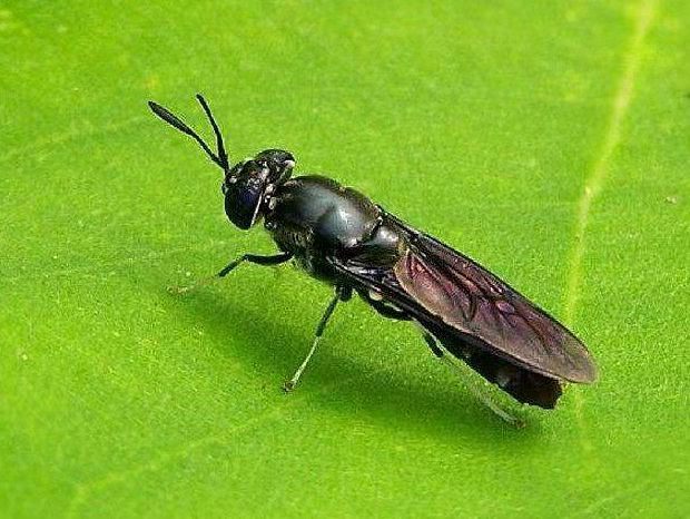 The role of the black water fly