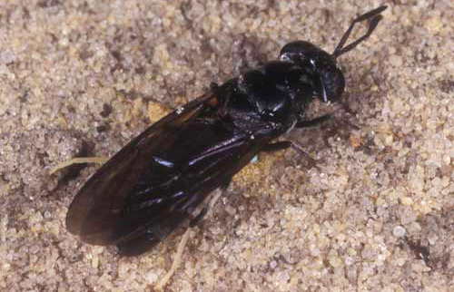 The Black Soldier Fly